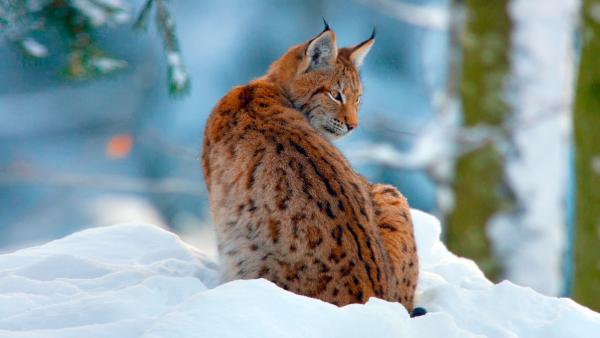 Bild 1 von 4: Für die heimische Tierwelt ist der Winter keine leichte Zeit bei der Suche nach Nahrung. - Luchs