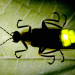Tierische Superhelden - Die Chemiker