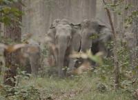 Tracker Diaries - Die Tiger von Nepal