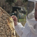 Wer rettet die Bienen?