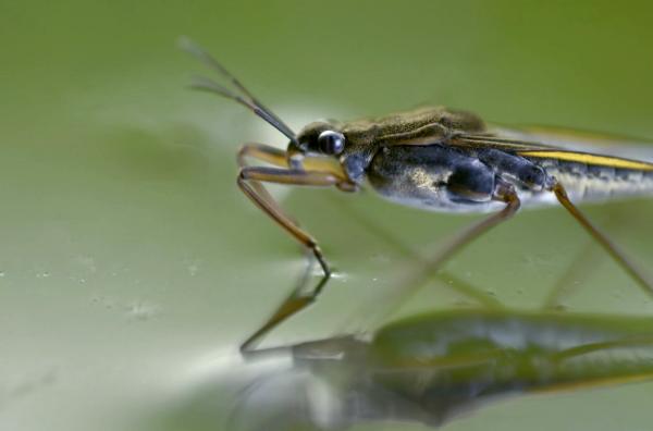 Bild 1 von 4: Die Beine des Wasserläufers sind mit feinen Härchen besetzt, die jede Erschütterung spüren. So erkennt er Beute, bevor sie sichtbar wird ? und bleibt selbst auf dem Wasser gleichsam auf festem Boden.
