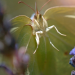Naturwunder Gemüsegarten