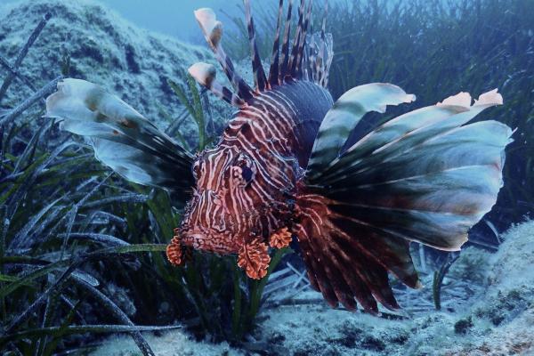 Bild 1 von 1: Feuerfisch im Mittelmeer.