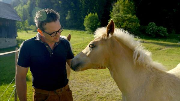 Bild 1 von 6: Im Bild: Arnoldstein - Haflingerbauer Albert Lientschnig auf seiner Pferdealm.