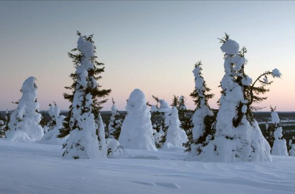 Bild 1 von 4: ?Tykky? nennen die Finnen diese Art von dickem, schwerem Schnee, der vor allem in Lappland ganze Bäume wie eine Decke umhüllt.