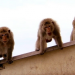 Fight Club der Tiere - Wuchtige Gefahren