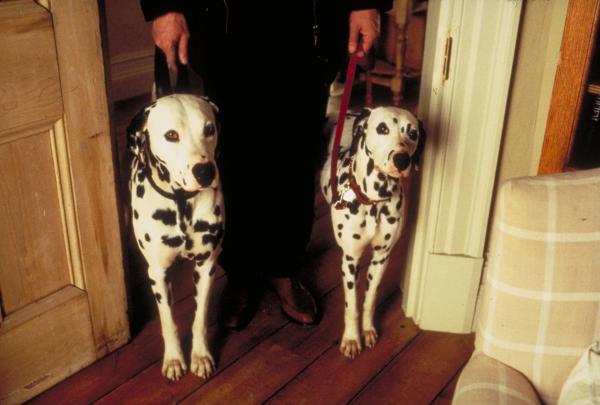 Bild 1 von 24: Über hundert quicklebendige Hunde und eine grandiose Glenn Close als Cruella de Vil sind die Stars dieses atemberaubenden Filmvergnügens nach der Vorlage des berühmten Zeichentrickklassikers. Der Computerspiel-Designer Roger und die Modezeichnerin Anita lernen sich durch ihre Dalmatiner Pongo und Perdi auf höchst turbulente Weise kennen und lieben. Bald läuten die Hochzeitsglocken für die beiden, und auch Pongo und Perdi werden ein Paar. Das Hundeglück scheint perfekt, als sie stolze Eltern von 15 süßen Welpen werden. Doch eines Tages werden die Kleinen zusammen mit vielen anderen Dalmatinerwelpen von der kapriziösen Pelzliebhaberin Cruella de Vil und ihren trotteligen Helfern entführt. Die Polizei steht vor einem Rätsel. Doch da nimmt die Tierwelt die Sache selbst in die Hand. Es beginnt eine furiose Rettungsaktion, wie sie die Tier- und Menschenwelt noch nie gesehen hatâ?¦. Action, Spannung und viel Spaß, dazu die hinreißenden Tierszenen mit 101 quirligen Hunden. Ein einmaliges Filmerlebnis, das die ganze Familie begeistert!