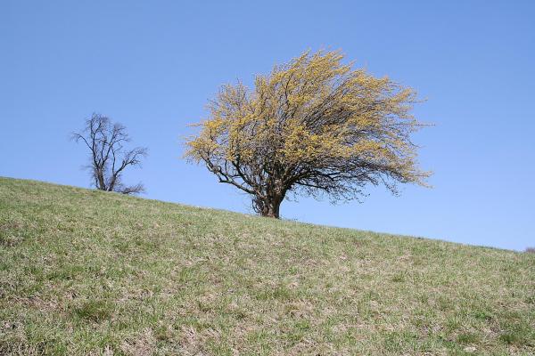 Bild 1 von 10: Pielach - Im Garten der Voralpen