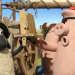 Shaun das Schaf