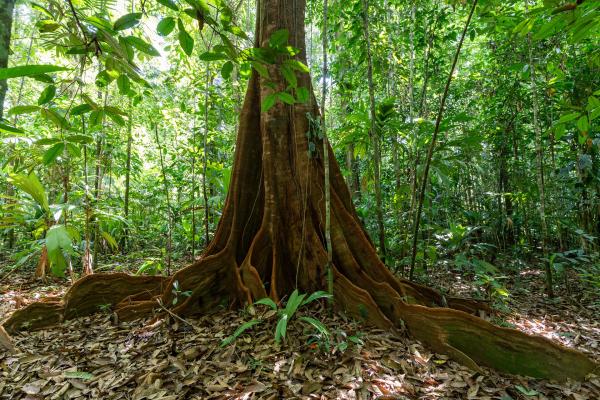 Bild 1 von 6: Urwälder mit einer Vielzahl von Baumarten und -generationen sind weltweit selten geworden.