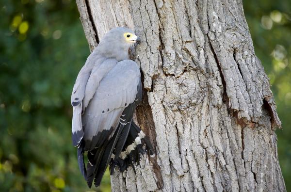 Bild 1 von 3: Die Höhlenweihe kommt in fast allen Lebensräumen Afrikas südlich der Sahara zurecht. Mit ihren äußerst beweglichen Beinen kann sie die Nisthöhlen anderer Vögel inspizieren und deren Küken herausholen.