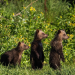 Amur - Asiens Amazonas