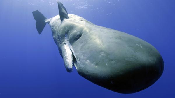Bild 1 von 13: Riesige Pottwale konnten mit Tier-Attrappen hautnah gefilmt werden.