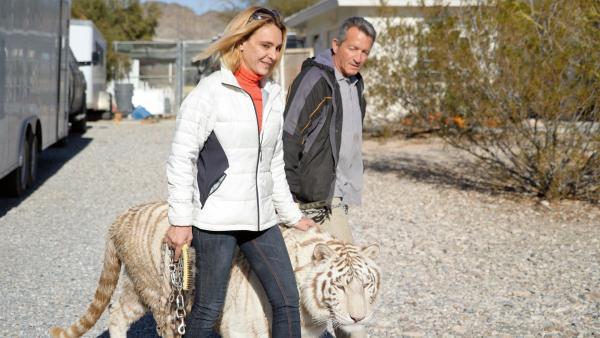 Bild 1 von 3: Tierhalter Zuzanna und Scott führen einen Weißen Tiger spazieren.