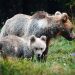 Wildes Slowenien