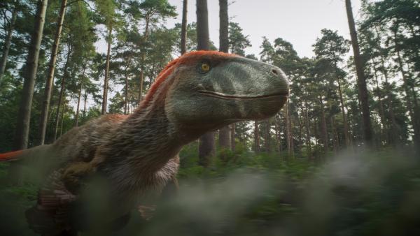 Bild 1 von 15: Ob Utahraptoren ihre Beute wittern konnten, ist unklar. Gutes Gehör dagegen ist für einen Jäger im Wald sehr wahrscheinlich.