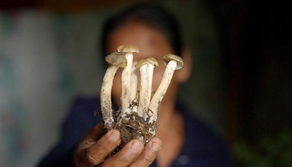 Bild 1 von 4: Magic Mushrooms, Zauberpilze heißen sie auch wegen ihrer halluzinogenen Wirkung.