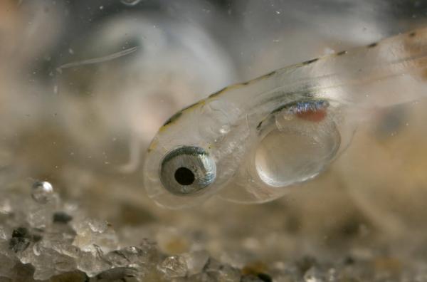 Bild 1 von 6: Ein frisch geschlüpfter Grunion
