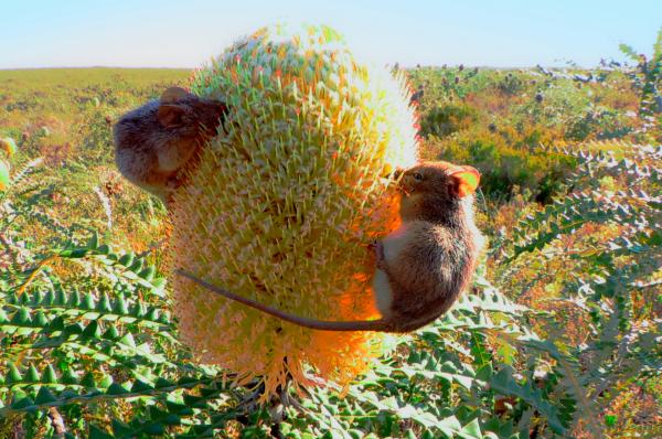 Bild 1 von 10: Honigbeutler wiegen nur 7 Gramm und ernähren sich von dem Nektar der Banksiablüten.