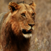 Safari-Paparazzi - Wildlife pur