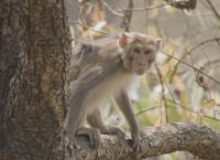 Tracker Diaries - Die Tiger von Nepal