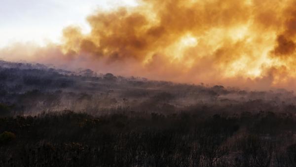Bild 1 von 12: In manchen Lebensräumen sind Feuer ein wichtiger Faktor, damit spezialisierte Pflanzenarten wieder austreiben können, wie etwa im Fynbos in Südafrika.