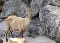 Anna und die wilden Tiere