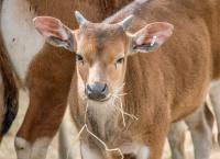 Zoo und so - Tierisch wild!