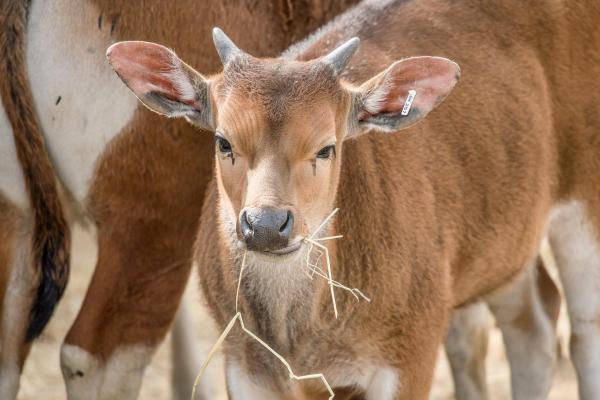 Bild 1 von 25: Im Bild: Java-Banteng-Herde.
