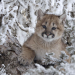 Wildnis Nordamerika