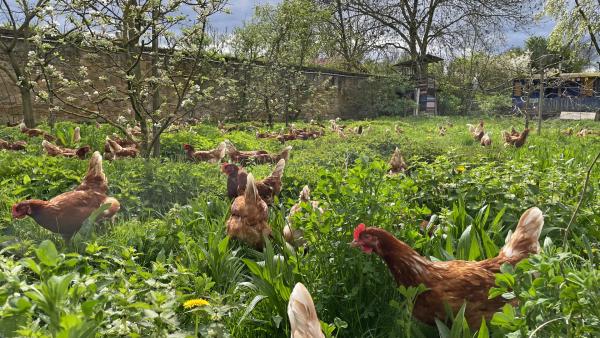 Bild 1 von 5: Hühner auf dem biodynamischen Dottenfelder Hof