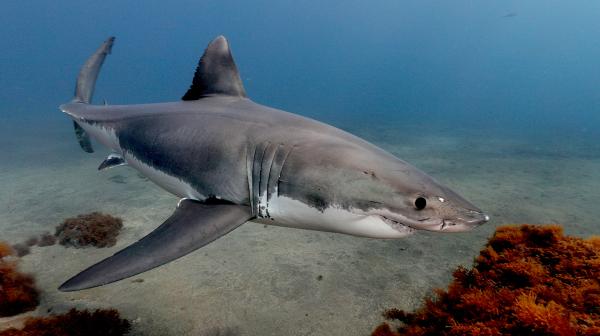 Bild 1 von 2: Der Weiße Hai gilt überall entlang der kalifornischen Küste und der Baja California als geschützt.