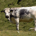 Alpenrinder - Von Sprinzen und Jochberger Hummeln