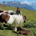 Land der Berge