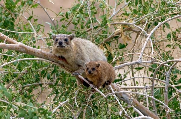 Bild 1 von 5: Das Sozialgefüge der Klippschliefer ist komplex. Sie leben gesellig in Kolonien. Eine Gruppe besteht meist aus einem dominanten Männchen, den fortpflanzungsfähigen Weibchen und dem Nachwuchs.