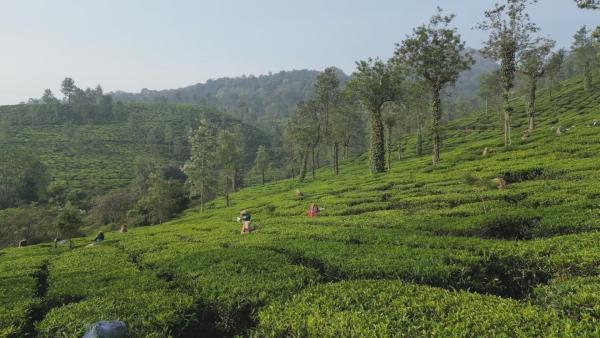 Bild 1 von 4: Dichte Wälder und weitläufige Teeplantagen: Rund um Wayanad wird seit dem 19. Jahrhundert Tee angebaut.