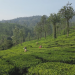 Kerala - Indiens tropischer Garten