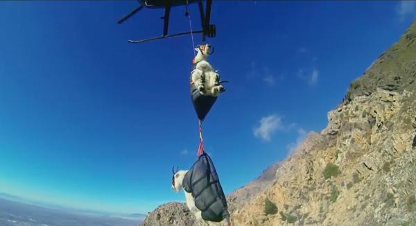 Bild 1 von 3: In Utah, USA, werden Bergziegen über die Luft umgesiedelt.