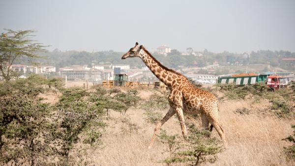 Bild 1 von 8: Giraffe in einem Vorort von Nairobi