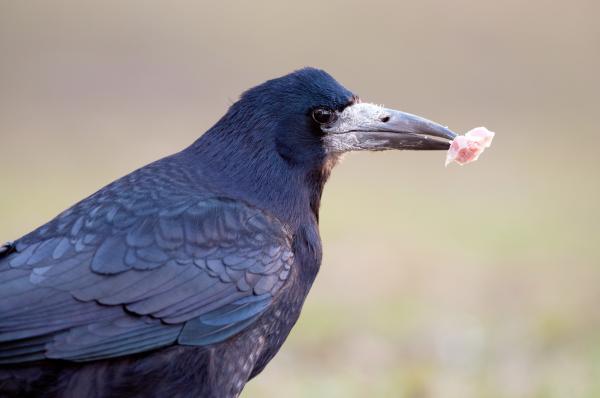 Bild 1 von 10: Saatkrähe