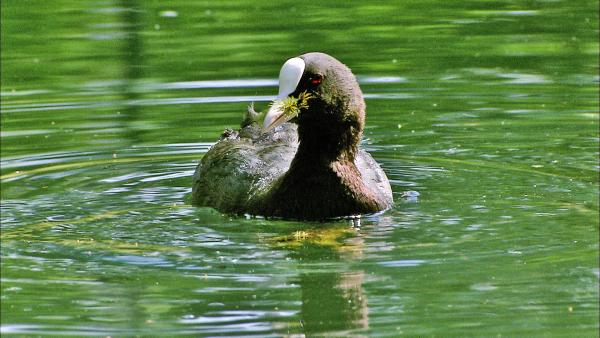 Bild 1 von 10: Blesshuhn.