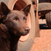 Red Dog - Ein Held auf vier Pfoten