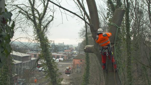 Bild 1 von 3: Die Experten müssen am Hauptbahnhof in Kassel ran: Hier führen Gleise entlang eines bewaldeten Steilhangs. Die Oberleitungen befinden sich in direkter Baumnähe.