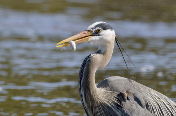 Bild 1 von 9: Der Yellowstone River ist eine Lebensquelle.