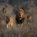 Planet der Tiere