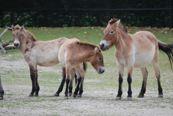 Bild 1 von 1: Bei den Przewalski-Pferden gab es Nachwuchs.