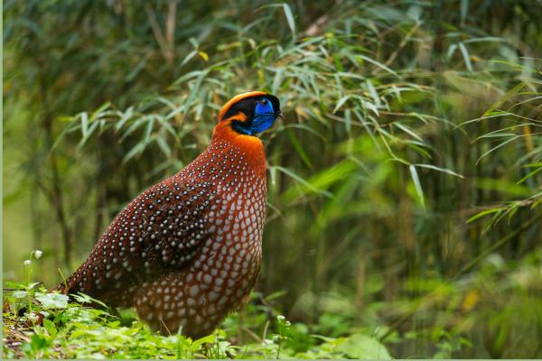 Bild 1 von 14: Ein sehr seltener Anblick: Ein männlicher Temmincktragopan in einem Bambuswald in China.