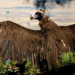 Hotspots der Tierwelt