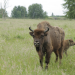 Anna und die wilden Tiere