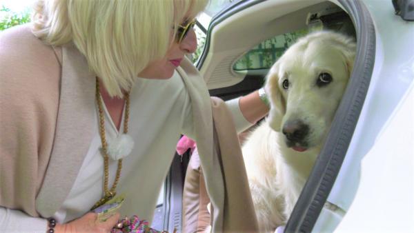 Bild 1 von 4: Luna will nicht zum Hundefriseur. Sie springt zurück in den Kofferraum. Cornelia Schoenheinz und ihre 8jährige Golden-Retriever-Hündin Luna: \